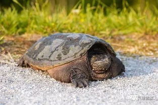 养龟小知识 龟生长的速度跟它的爬行速度有的比