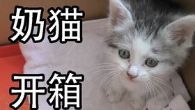 小奶猫到新家的第一顿饭