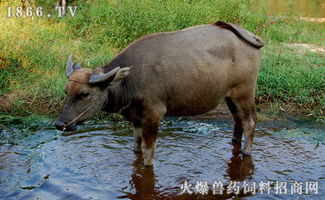 水牛多少钱一头,水牛价格