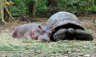 能活400岁,世界最大陆生乌龟 象龟 