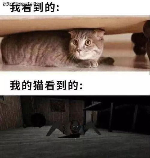 猫咪能认出镜子里的自己吗 抱歉,离远了镜子它都看不见