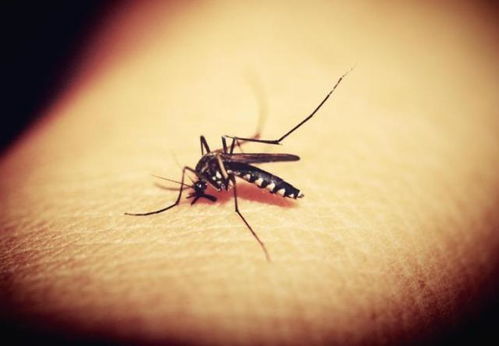 什么血型的人最招蚊子？什么血型比较招蚊子