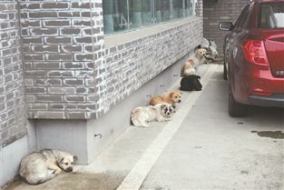 城市精细化管理系列调查报告 犬类管理 一个亟待破解的难题 