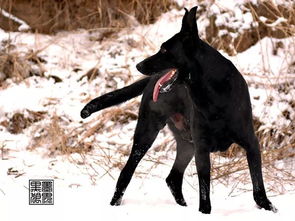 一个非常有争议性的犬种 墨界黑狼犬