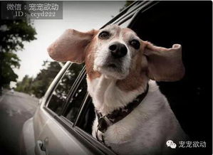 狗狗坐在车里把头伸出车外的样子,笑破肚子 