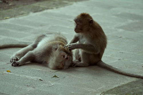 猴和鼠相配婚姻如何,1992年属猴配什么属相最合适一生婚姻和爱情