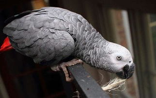 非洲灰鹦鹉不能吃什么？