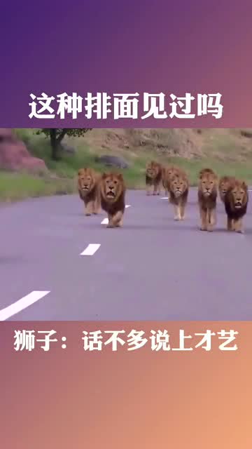 狮子 话不多说上才艺 