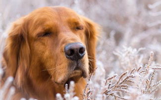 怎么训练金毛犬大小便 训练金毛犬大小便的方法 