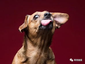 摄影师拍狗狗吃花生酱表情包,逗趣十足