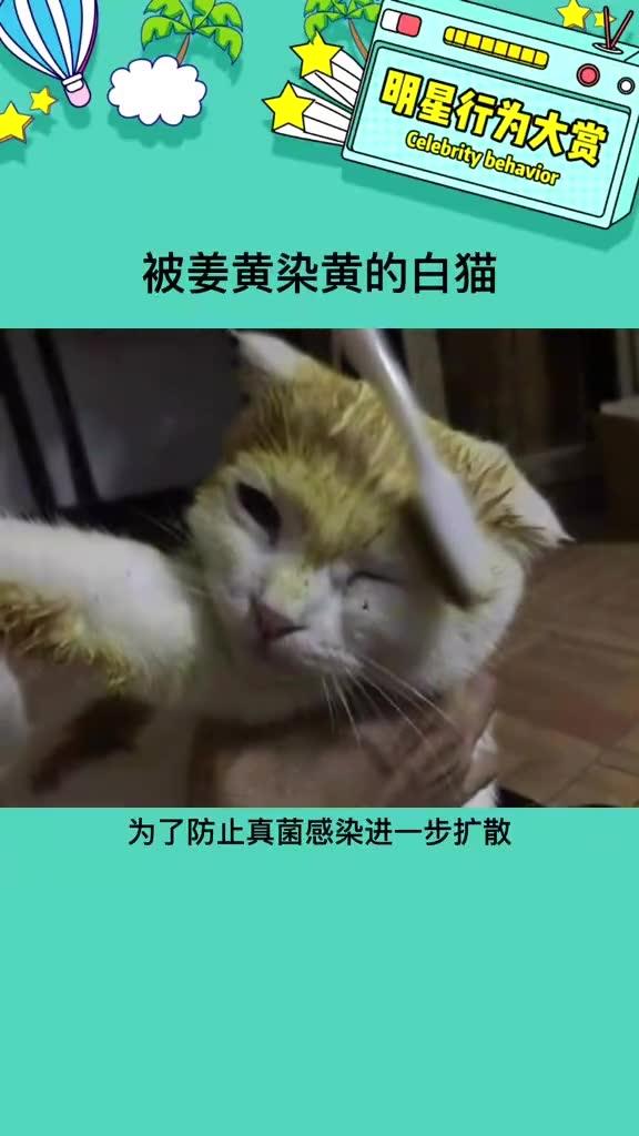 这个颜色的猫咪也不错的 