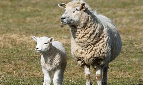 生肖羊 揭秘1979年属羊人的毕生寿命,过了42岁属于什么命