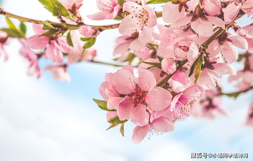 元稹写桃花的一首诗,诗作唯美动人,前两句是舒适的视觉体验,后两句却很伤感