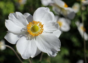 黄梅时节，夏日的诗意与思念，黄梅时节什么季节开花