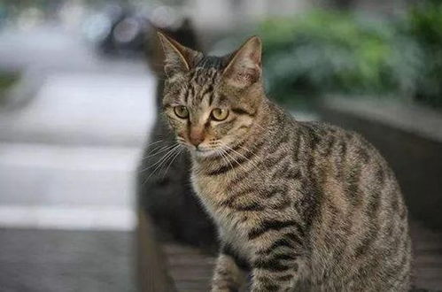 玳瑁猫是世界上最丑的猫 为什么很多人不喜欢 看完不要再偏心了