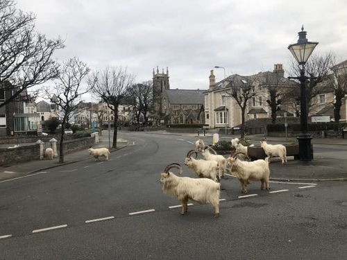 120只野山羊占领英国 空城 ,画风如末日电影