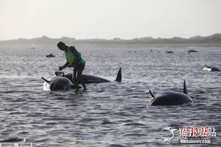 50多头鲸鱼在印度南部海滩搁浅 4头鲸鱼已死亡