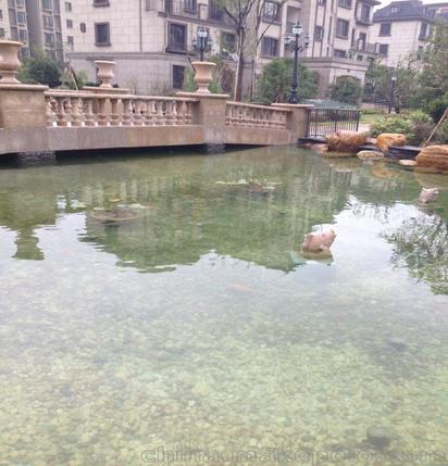 南京市别墅鱼池水净化过滤工程,水质清澈见底