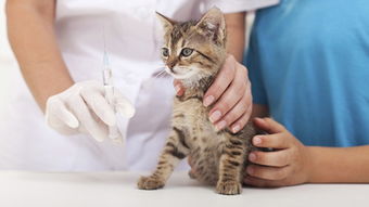 小猫患有肠胃炎怎么办,需要怎么诊治才会好