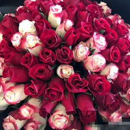 白玫瑰和红玫瑰的寓意是什么,白玫瑰和红玫瑰的寓意是什么