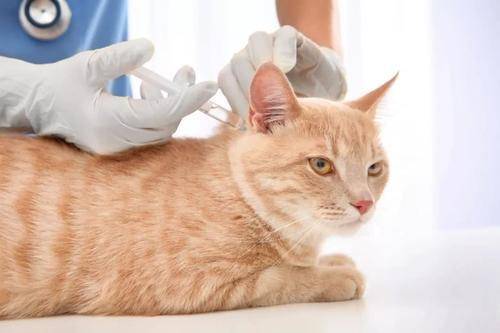 猫咪猫三联疫苗和狂犬疫苗接种指南