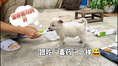 收养的小奶狗 第一次吃营养膏,那感觉怎么像吃 毒药 呢 