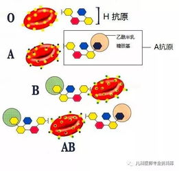 爸爸B型血,妈妈O型血,孩子是A型血,怎么办 