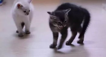 日本一网友家的5只小奶猫第一次见爸爸,竟做出这样的举动 笑喷