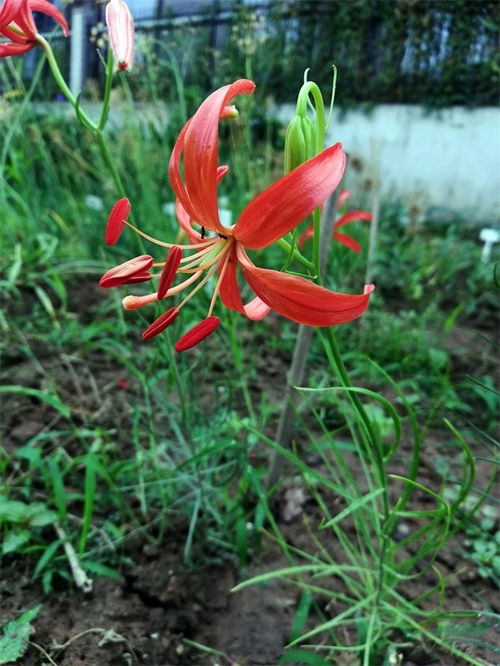 我国乡土植物应用任重道远