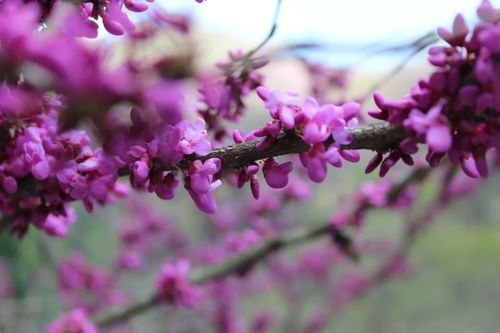 太平国家森林公园 紫荆花开正当时,花花世界邀你来