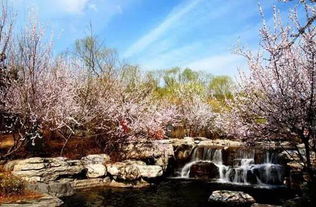 桃花流水寄乡愁，探寻最美春季旅游目的地