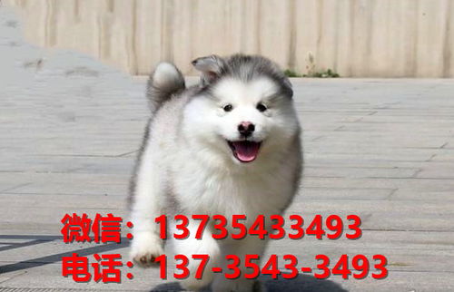 杭州宠物狗狗犬舍在哪里卖狗地方 哪里有阿拉斯加犬领养狗市场在哪买狗
