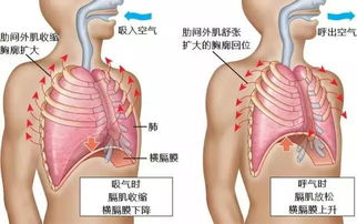 长跑一般建议采用哪种呼吸方式(长跑中常用哪种方式进行呼吸)