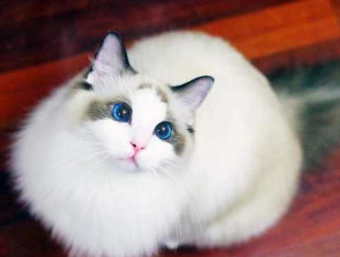 谁是猫界 奥黛丽赫本 ,波斯猫与布偶猫哪一种比较可爱