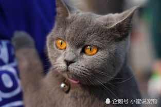 英国短毛猫掉毛厉害吗 英国短毛猫一个月花费要多少 