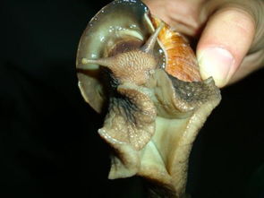 蜗牛不吃东西会死吗 