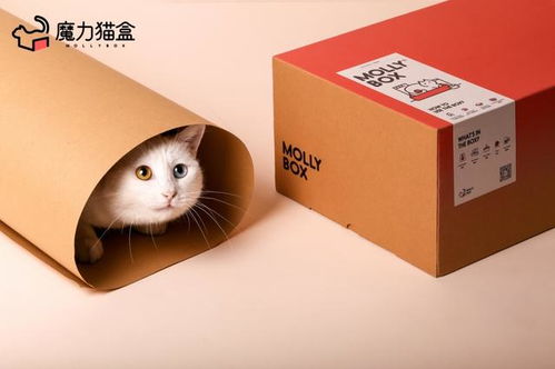MollyBox魔力猫盒联合天猫国际进口超市如何赋能宠物品