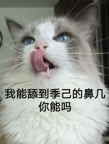 男朋友特喜欢养猫,而我极其厌恶养猫 受不了猫屎,猫毛,以及破坏力 应该怎么办 