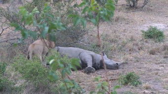 受伤犀牛不幸遇到觅食雄狮,惨遭活吃,只是进食的方式也太污了吧