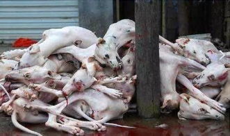 台湾立法禁吃狗肉,最高判刑五年罚款200万新台币 大陆的动物保护法何时出台 