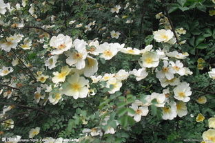 有一种白色单层花瓣蔷薇花,很香,叫什么