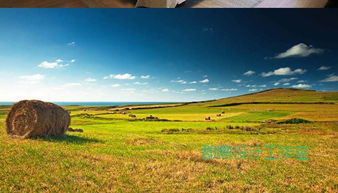 巨幅麦田草原蓝色天空风景背景墙