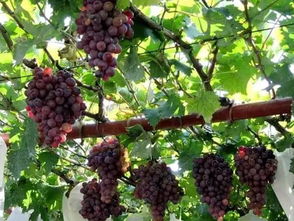 葡萄什么时候成熟季节成熟月份与采摘时间,葡萄成熟的季节是几月？