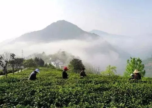 清明自驾逛陕南 这5个清幽茶园云雾缭绕,采茶正当时