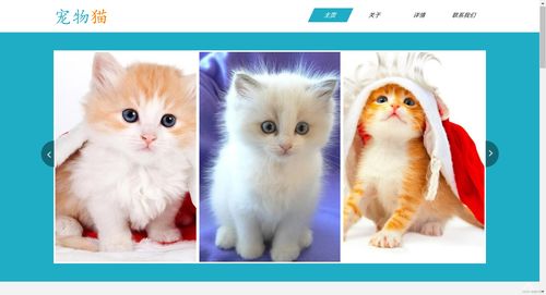 计算机 网页设计 宠物猫网站的设计与实现主题 作品分享