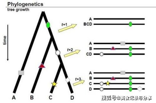 寻找人类的共同祖先 Y染色体亚当 线粒体夏娃