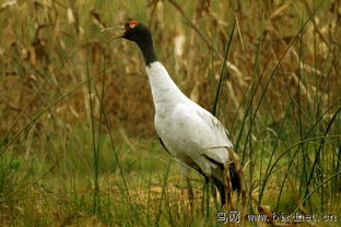 中国国家一级保护动物 黑颈鹤 