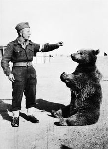 波兰棕熊工兵wojtek