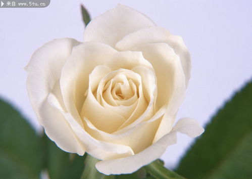高清白玫瑰 花草类 植物图片 