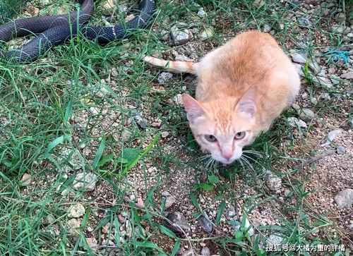 橘猫偶遇眼镜蛇 一猫一蛇关一起,多次逃跑失败,女子却说在救猫